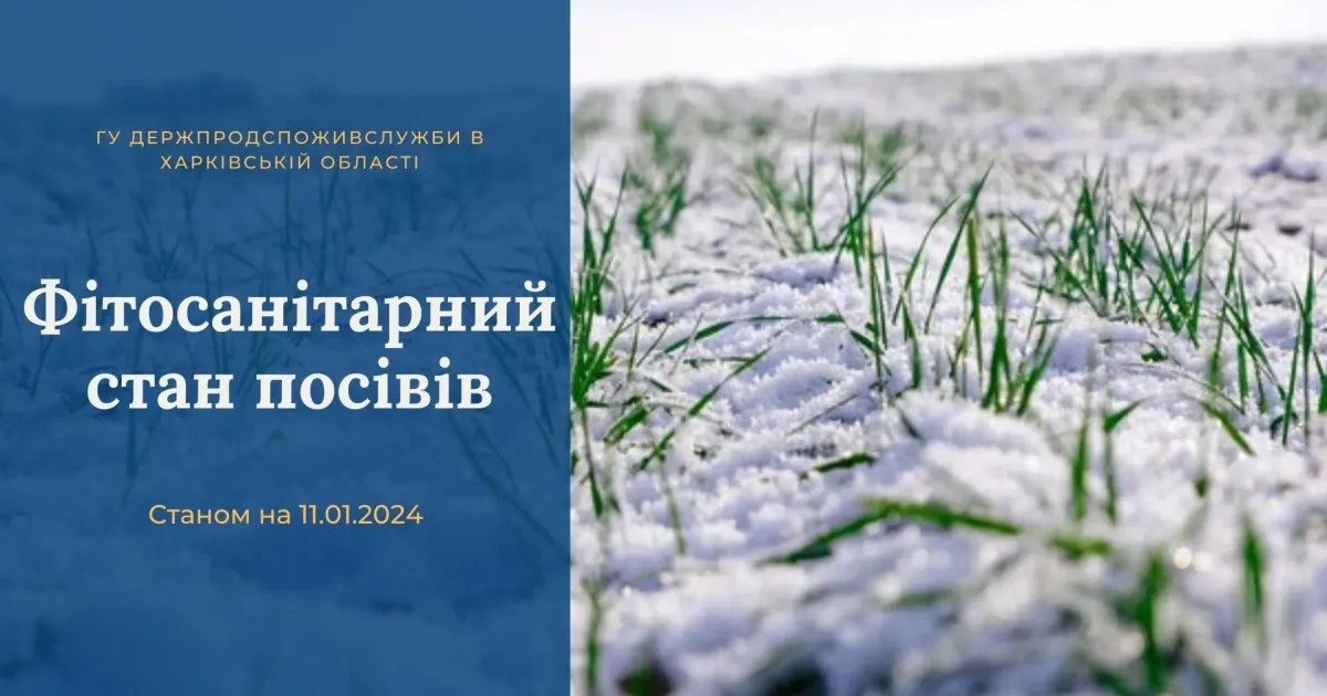 Головна світлина новини на сайті Gromada Group Фітосанітарний стан посівів на порталі Gromada Group